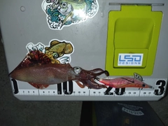 ケンサキイカの釣果