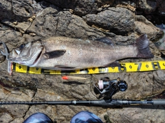 ヒラスズキの釣果