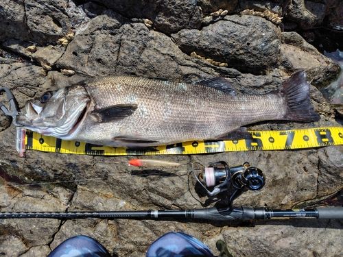 ヒラスズキの釣果