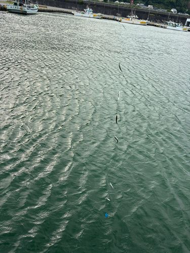 サバの釣果