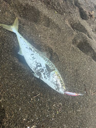 ワラサの釣果