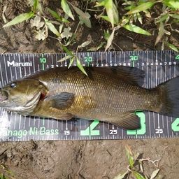 スモールマウスバス