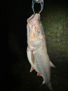ウグイの釣果