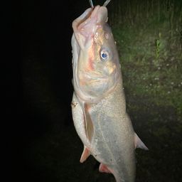 ウグイ