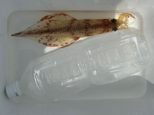 ヤリイカの釣果