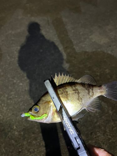 メバルの釣果