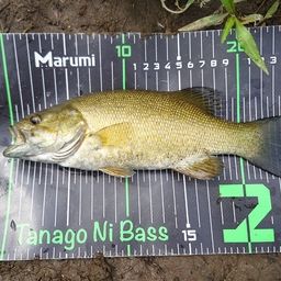 スモールマウスバス