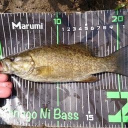 スモールマウスバス