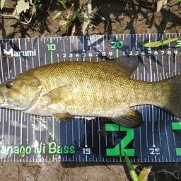 スモールマウスバス