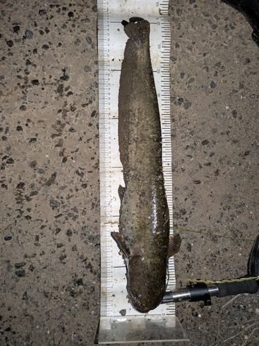 マナマズの釣果