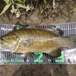 スモールマウスバス