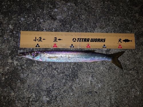 カマスの釣果