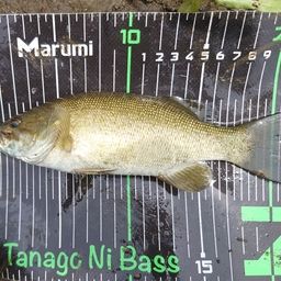 スモールマウスバス