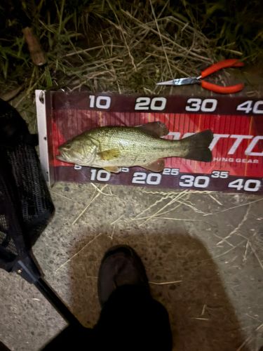 ブラックバスの釣果