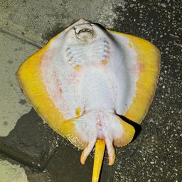 エイ
