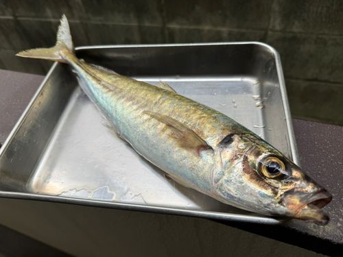 マルアジの釣果