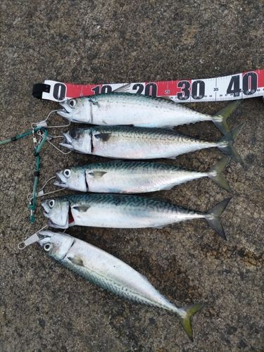 サバの釣果