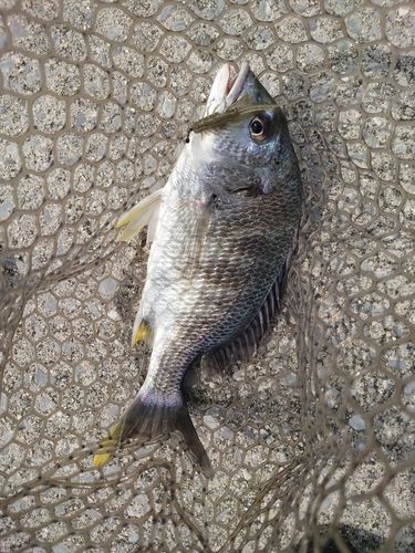 キビレの釣果