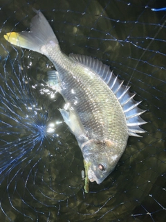 キビレの釣果