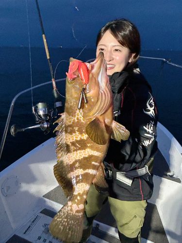 キジハタの釣果