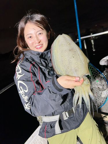 コウイカの釣果