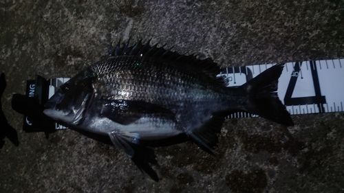 クロダイの釣果