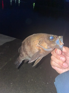 メバルの釣果