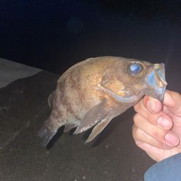 メバル