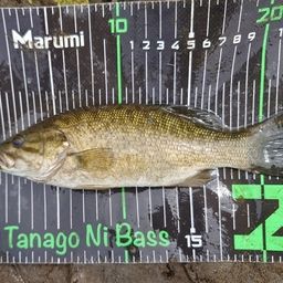 スモールマウスバス