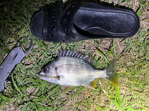 キビレの釣果