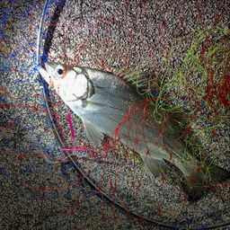 フッコ（マルスズキ）