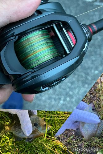 ブルーギルの釣果