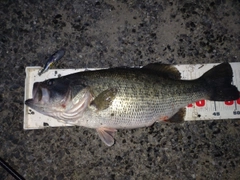 ラージマウスバスの釣果