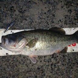 ラージマウスバス