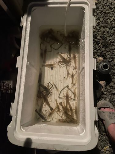 テナガエビの釣果