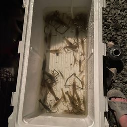 テナガエビ