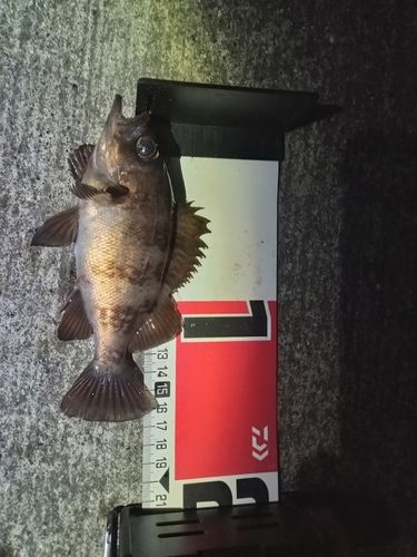 メバルの釣果