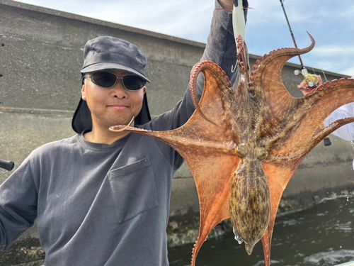 マダコの釣果