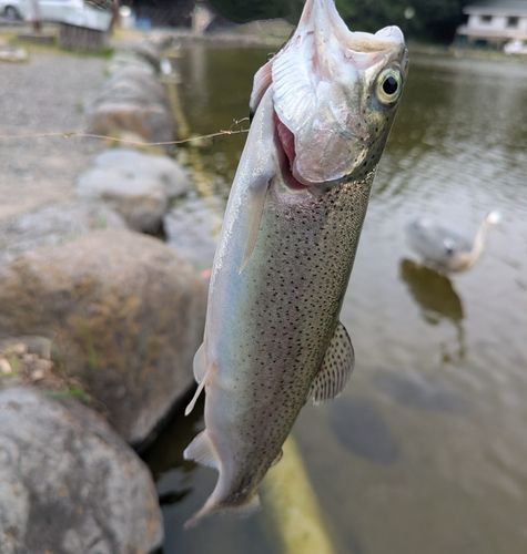 ニジマスの釣果