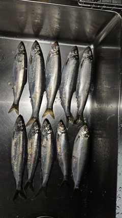 ニシンの釣果