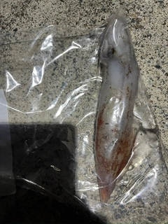 ケンサキイカの釣果