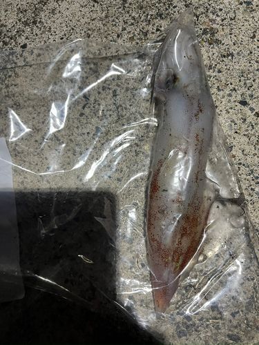 ケンサキイカの釣果