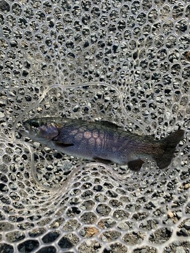 ニジマスの釣果