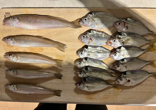 キスの釣果