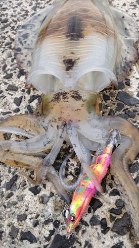 アオリイカの釣果