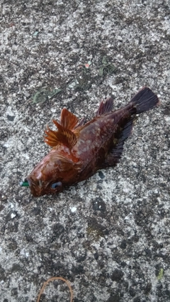 カサゴの釣果