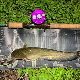 ナマズ