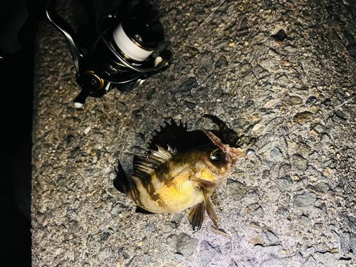 メバルの釣果