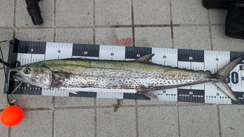 サワラの釣果