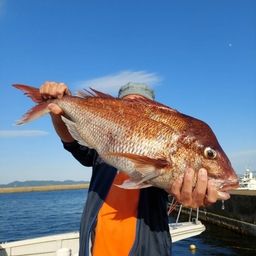 真鯛ハンタ～山ちゃん さんの 2025年06月06日のマダイの釣り・釣果情報